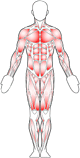Diseño y diagrama de musculatura del cuerpo humano