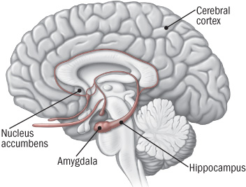 Diagrama del cerebro que destaca los componentes que forman el centro de recompensa del cerebro